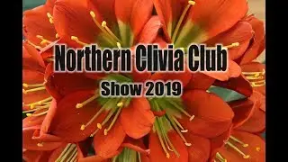 Northern Clivia Club Show 2019