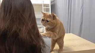 고양이가 관심이 필요하면 생기는 일