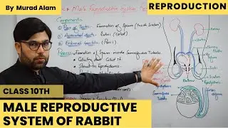 Male Reproductive System of Rabbit l Biology 10th Urdu/Hindi l Ch: Reproduction