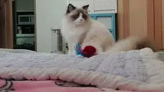 요미(이불속을 좋아하는 고양이)