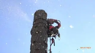 RIKASTR - Rizikové kácení stromů, 30 m borovice (extreme tree felling)