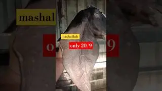 hyderabadi long ear female goat 20/9 ear breed line say mashallah only for show8801266241#subscribe