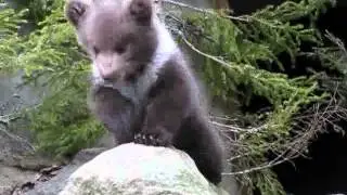 Karhunpentu kasvaa ja voi hyvin