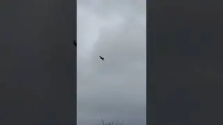 Uploading for my brother Peter. Got this footage of six ravens. In Tipperary.