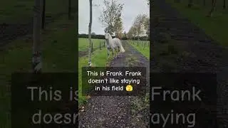 #naughty #horse #jumper #fail #jump #escape #equestrian
