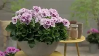 Pelargonium Grandiflorum - large trumpet shaped flowers