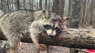 coon trapping with amazons cheapest products!