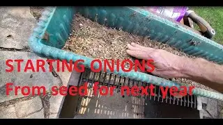 Growing onion sets from seed for next years garden Pt 1of2