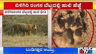 Tiger Creates Panic Among The Villagers Near BR Hills
