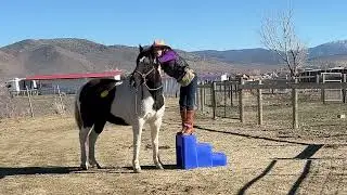Gate Training Bitless and Bareback with Clicker Training and Positive Reinforcement