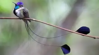 Beautiful Long-Tailed Birds 🐦🌿🐔