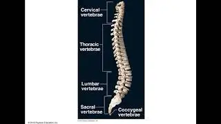 PowerPoint Vertebral Column Anatomy