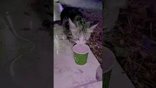 drinking lemon juice 🥰😍#shortvideo #cat #uae #funny #youtube #love #cute #bangladesh
