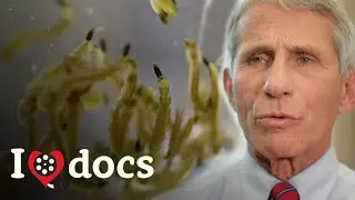 Secrets Of The Zika Virus Exposed - World War Zika - Epidemic Documentary