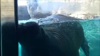 Sexy Walrus Putting it on the Glass