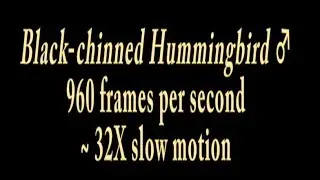 Hummingbird Pair at 960 frames per second