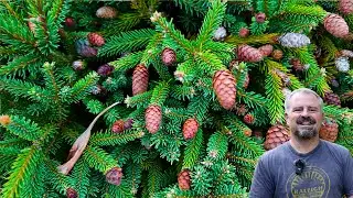 Over 25 Beautiful Specimen Conifers That Transform a Garden