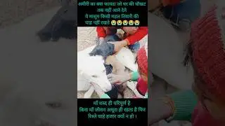 अमीरी #shortsfeed 🤔#ytshorts #trendingshorts #amiri