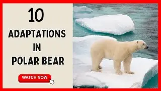 How Polar Bears Survive In Extreme Cold  | 10 Adaptations Of Polar Bear|