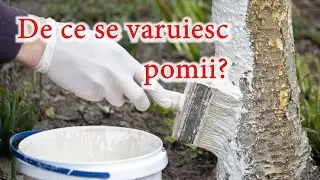 Rolul Varului la Pomii Fructiferi!