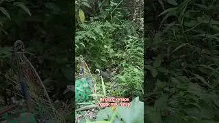 jebakan ruak trap#ruak2 #ruakpikat #ruakruak #birds #nature