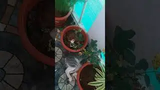 Lovely flowers n plants #nice cat # home #enjoy#like #share #subscribe