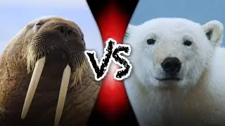 Animal Face-Off [2004] Ep 6: Walrus vs Polar Bear | Full Episode