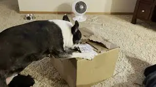 Spageddy Lee opens another shipping box.