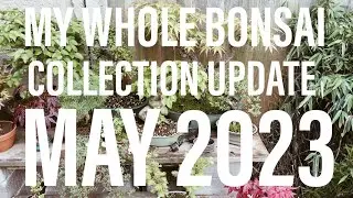 Bonsai Diary (EP15 - 13/5/2023) My Bonsai Collection Update May 2023!