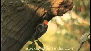Woody Woodpecker hard at work