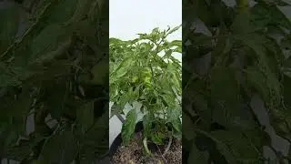 #shorts Peter Pepper on Pot April 30,2023