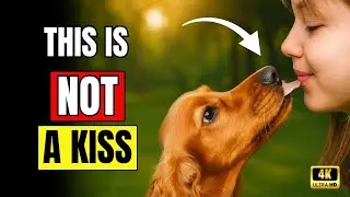 When Dogs LICK YOU ➡️ This Is What It REALLY Means (it's NOT cute)