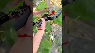 Automatic Plant Tying Machine For Securing Melon Stems To Bamboo Supports