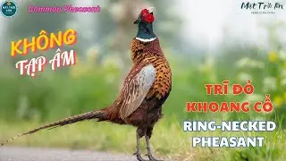 ✅Tiếng chim Trĩ đỏ khoang cổ chuẩn mp3 | Ring-necked Pheasant call | Bażant #chimtri #pheasants