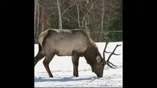 Most Funny and Cute Baby Deer Videos Compilation (2021)