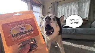 Husky with attitude really wants a treat!