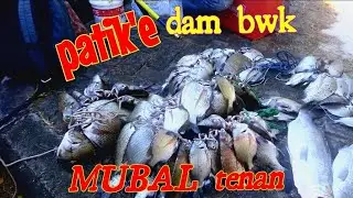 mancing patik dam panjang pelabuhan kendal `/musim patik