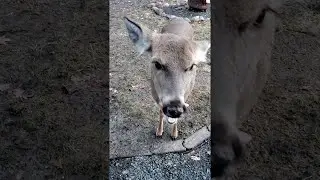 Friendly Deer Enjoys Oatmeal Cookies || ViralHog