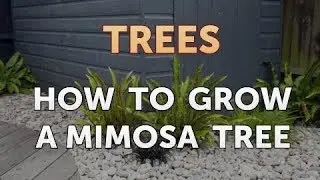 How to Grow a Mimosa Tree