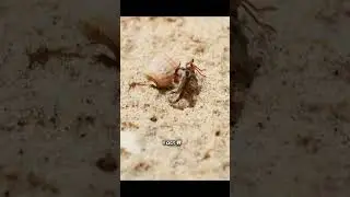 Fascinating Hermit Crab Facts !