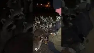 🦝 Экстремальная агрегация: поведенческая динамика условного стада Procyon lotor 👁️&zwj;🗨️🥄