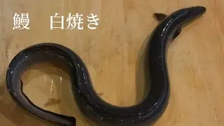 【鰻】ウナギの裂き方　白焼きの手順　肝吸いの作り方