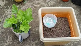 How to Grow Pelargonium (Geranium) from Cuttings | Easy Propagation Guide |