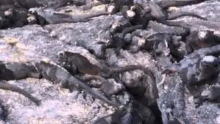 More marine iguanas at Fernandina