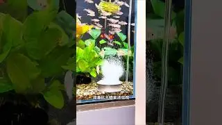 USB Silent Air Pump 🫧 Ultra Quiet Oxygen for Fish