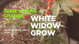 Maximizing yield strategies for Optimizing Cannabis Growth in the veg state