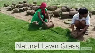 Lawn Grass - Wholesale Price & Mandi Rate for Lawn Grass Balaji Nursery