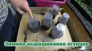 Growing cucumbers in winter