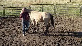 How to groundwork a horse-yielding the forequarters. #horse #mustang #groundwork