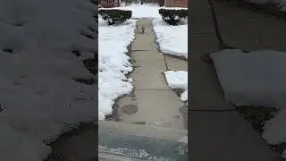 Neighborhood kitty came for a visit #viralshort #shorts #ytshorts #cats 2/11/26